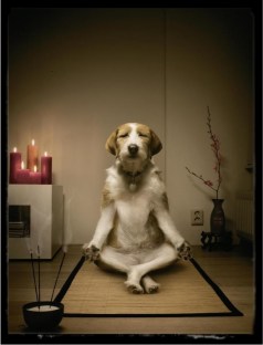 While not a bloodhound, dogs are known to enjoy traditional meditation practices.